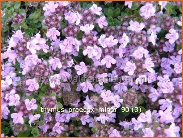 Thymus praecox 'Minor' | Kruiptijm, Tijm