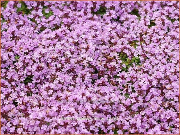 Thymus praecox 'Minor' | Kruiptijm, Tijm