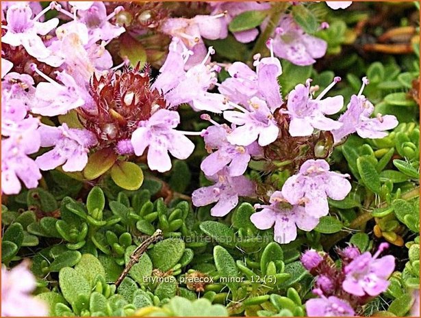 Thymus praecox 'Minor' | Kruiptijm, Tijm