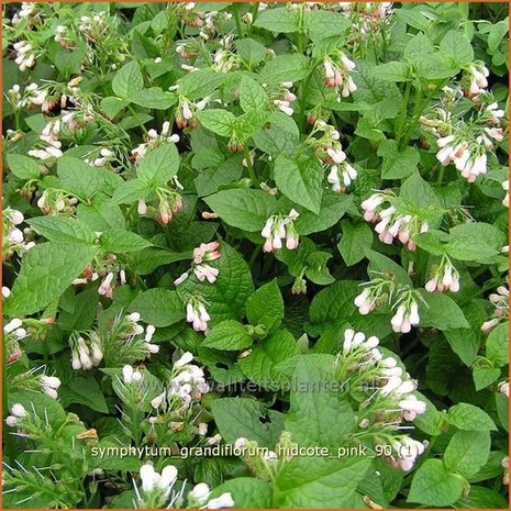 Symphytum grandiflorum 'Hidcote Pink' | Smeerwortel