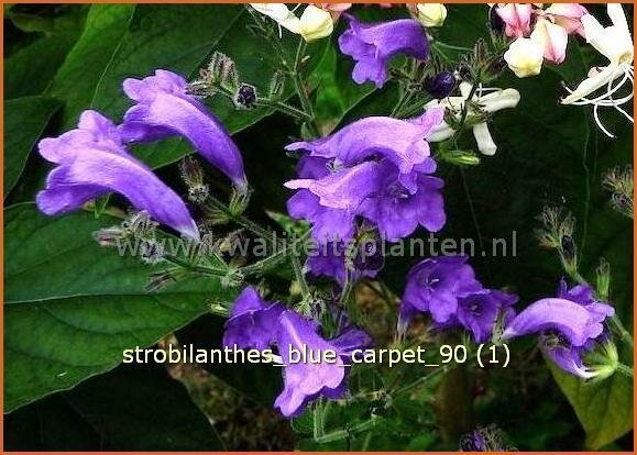 Strobilanthes 'Blue Carpet' | Trompetkruid