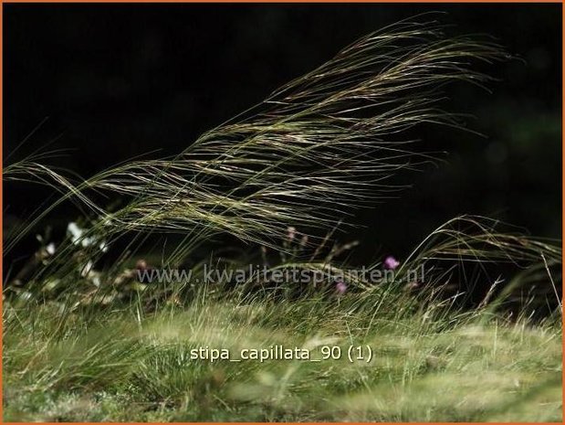 Stipa capillata | Vedergras