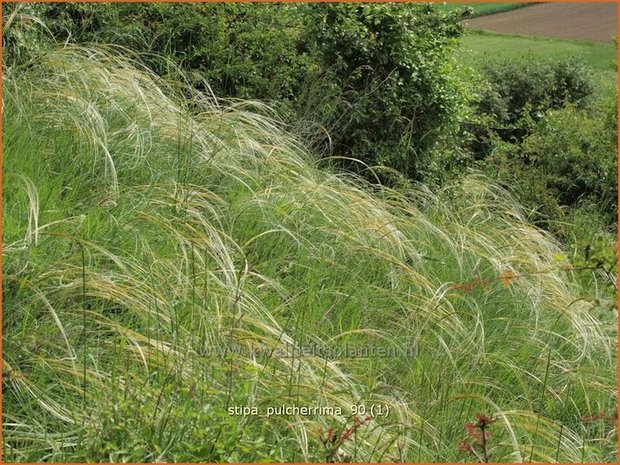 Stipa pulcherrima | Vedergras