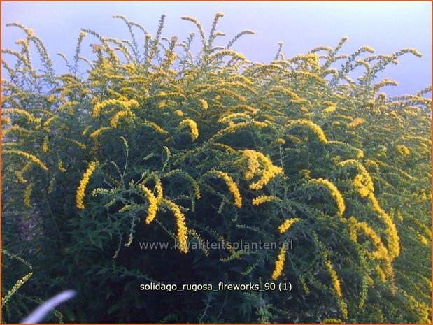 Solidago rugosa 'Fireworks' | Guldenroede