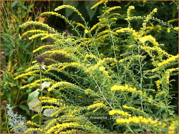 Solidago rugosa 'Fireworks' | Guldenroede