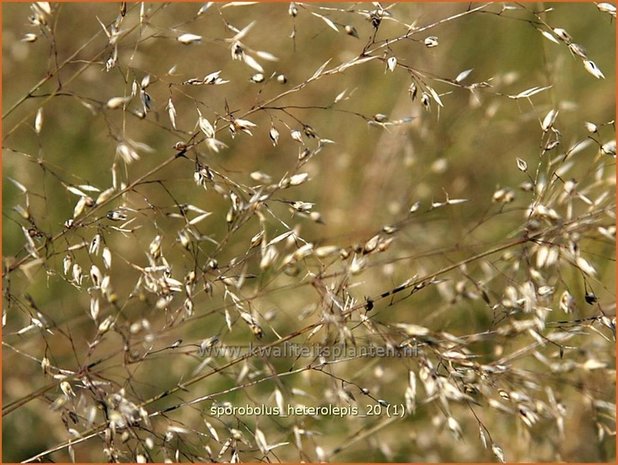 Sporobolus heterolepis | Prairiedropzaad, Parelgras | Prärie-Tropfengras | Prairie Dropseed