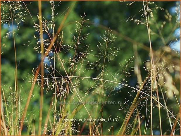 Sporobolus heterolepis | Prairiedropzaad, Parelgras | Prärie-Tropfengras