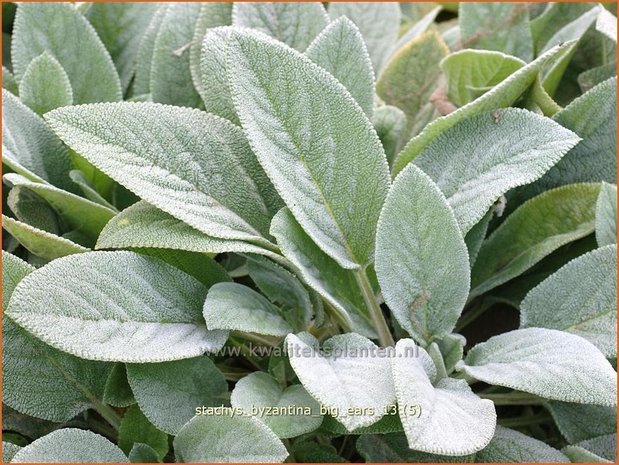 Stachys byzantina 'Big Ears' | Ezelsoor, Andoorn, Bereoren