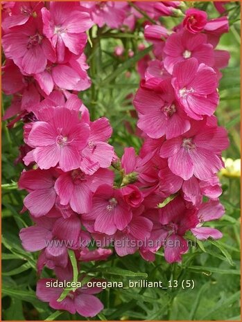 Sidalcea oregana 'Brilliant' | Griekse malva