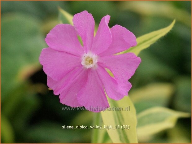 Silene dioica 'Valley High' | Dagkoekoeksbloem, Koekoeksbloem, Lijmkruid | Rote Waldnelke | English Maiden