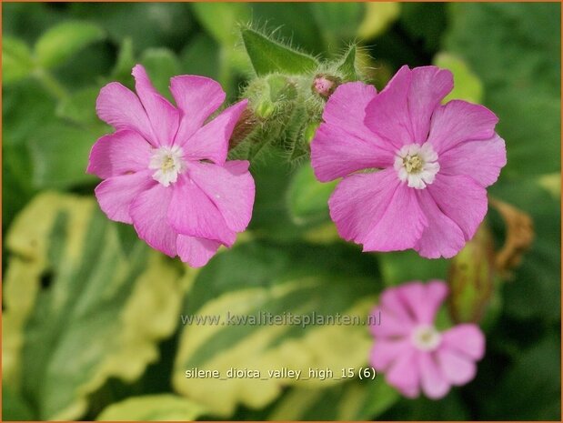 Silene dioica 'Valley High' | Dagkoekoeksbloem, Koekoeksbloem, Lijmkruid