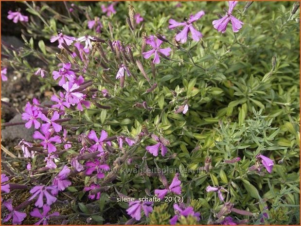 Silene schafta | Lijmkruid, Koekoeksbloem, Hemelroosje