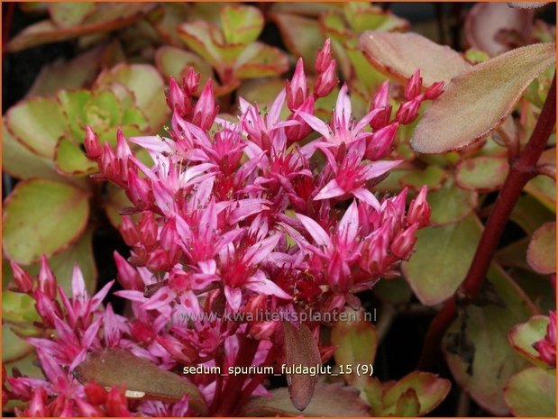 Sedum spurium 'Fuldaglut' | Kaukasische muurpeper, Roze vetkruid, Vetkruid