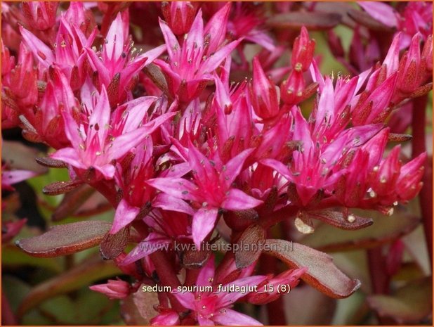 Sedum spurium 'Fuldaglut' | Kaukasische muurpeper, Roze vetkruid, Vetkruid