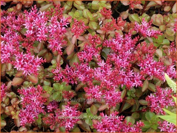 Sedum spurium 'Fuldaglut' | Kaukasische muurpeper, Roze vetkruid, Vetkruid