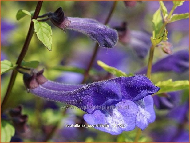 Scutellaria scordiifolia | Glidkruid