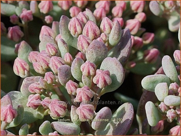 Sedum cauticola 'Lidakense' | Hemelsleutel, Vetkruid