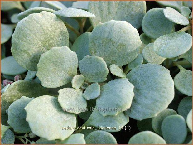 Sedum cauticola 'Lidakense' | Hemelsleutel, Vetkruid