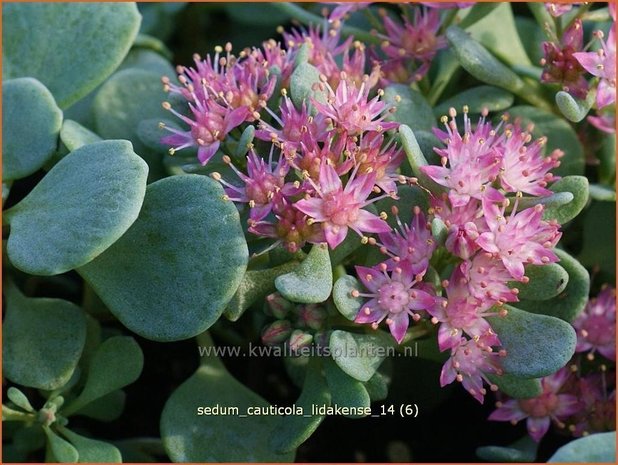 Sedum cauticola 'Lidakense' | Hemelsleutel, Vetkruid