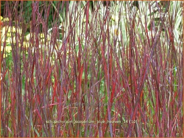 Schizachyrium scoparium 'Blue Heaven' | Klein prairiegras