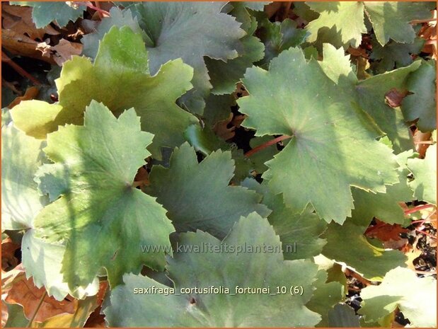 Saxifraga cortusifolia fortunei | Steenbreek