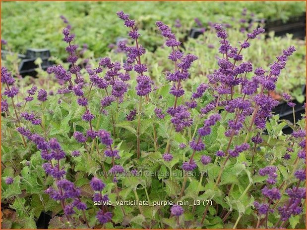 Salvia verticillata 'Purple Rain' | Kranssalie, Salvia