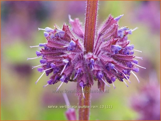 Salvia verticillata 'Purple Rain' | Kranssalie, Salvia