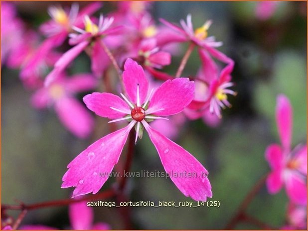 Saxifraga cortusifolia 'Black Ruby' | Steenbreek