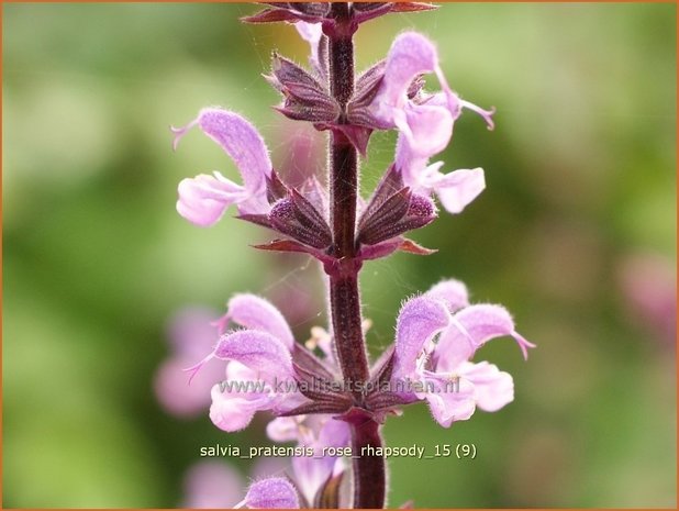 Salvia pratensis 'Rose Rhapsody' | Veldsalie, Salie, Salvia | Wiesen-Salbei