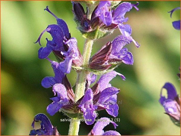 Salvia nemorosa 'Lubeca' | Salie, Salvia