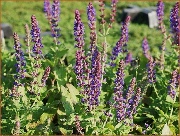 Salvia nemorosa 'Lubeca' | Salie, Salvia