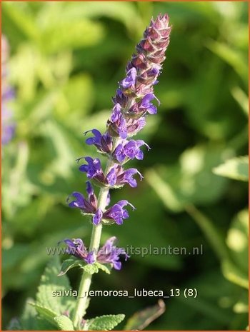 Salvia nemorosa 'Lubeca' | Salie, Salvia