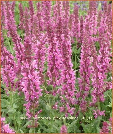 Salvia nemorosa 'Pink Friesland' | Salie, Salvia