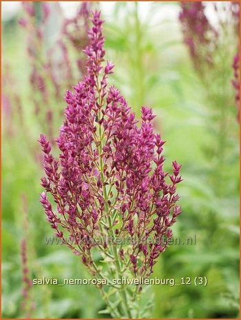 Salvia nemorosa 'Schwellenburg' | Salie, Salvia