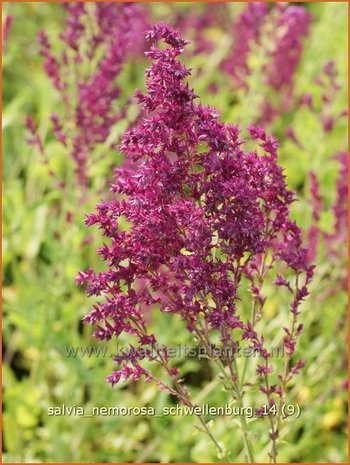 Salvia nemorosa 'Schwellenburg' | Salie, Salvia