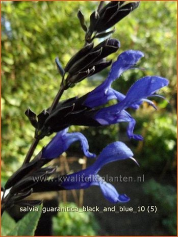 Salvia guaranitica 'Black and Blue' | Salie, Salvia