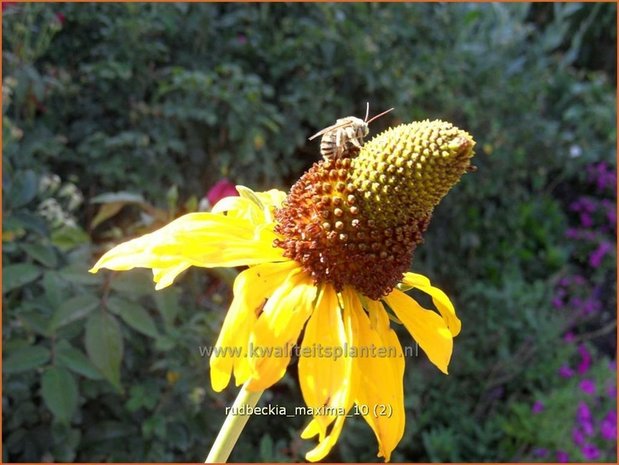 Rudbeckia maxima | Zonnehoed