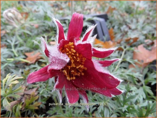 Pulsatilla vulgaris 'Papageno' | Wildemanskruid