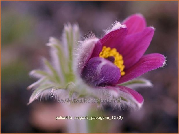 Pulsatilla vulgaris 'Papageno' | Wildemanskruid