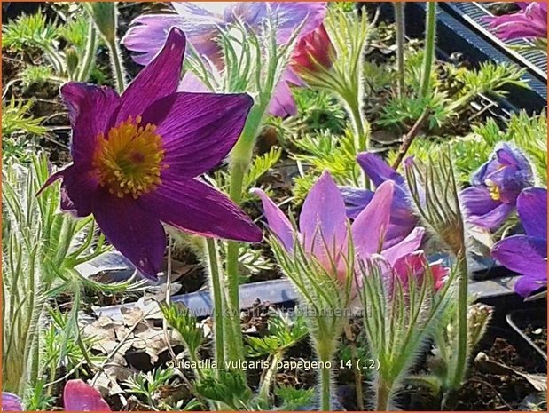 Pulsatilla vulgaris 'Papageno' | Wildemanskruid