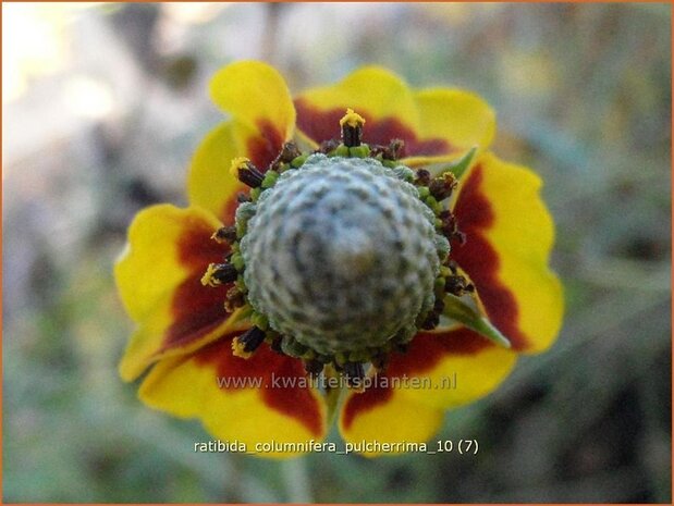 Ratibida columnifera pulcherrima | Mexicaanse zonnehoed, Prairiekegelbloem