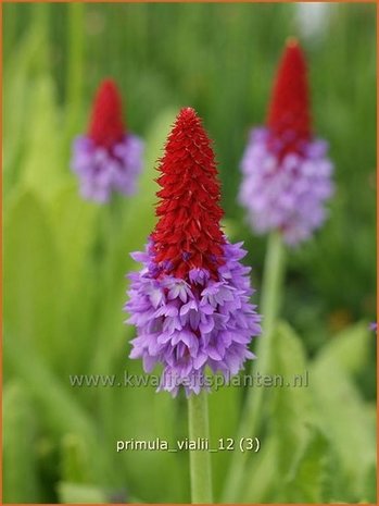 Primula vialii | Sleutelbloem, Orchideeprimula