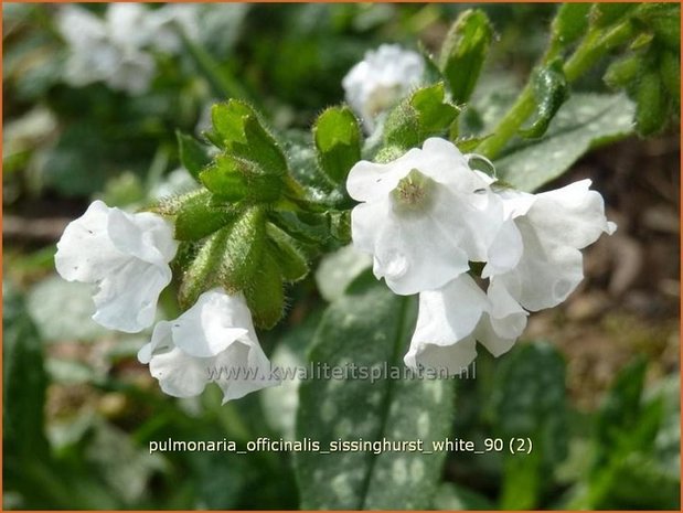 Pulmonaria officinalis 'Sissinghurst White' | Longkruid