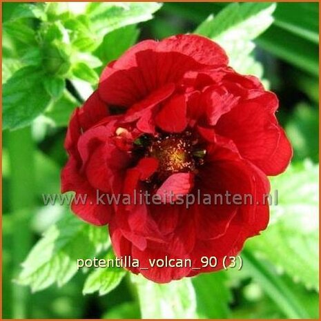 Potentilla 'Volcan' | Vijfvingerkruid, Ganzerik