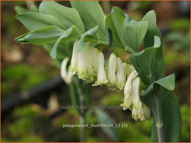 Polygonatum multiflorum | Veelbloemige salomonszegel, Salomonszegel | Vielblütige Weißwurz