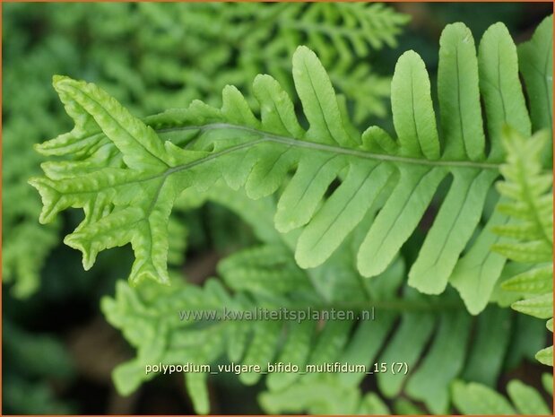 Polypodium vulgare 'Bifido Multifidum' | Eikvaren