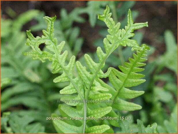 Polypodium vulgare 'Bifido Multifidum' | Eikvaren