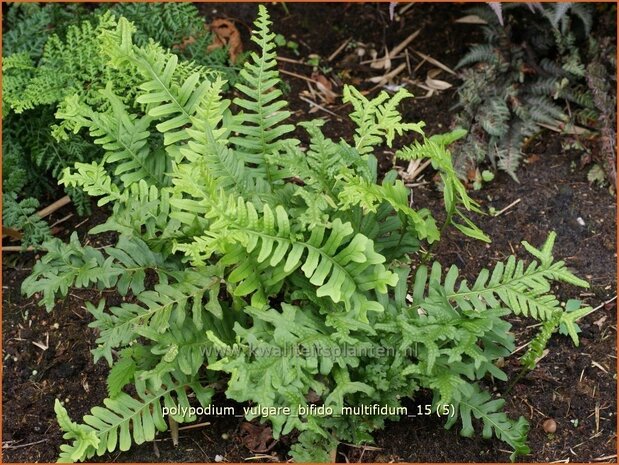 Polypodium vulgare 'Bifido Multifidum' | Eikvaren