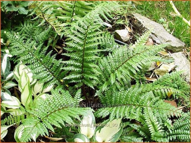 Polystichum makinoi | Naaldvaren