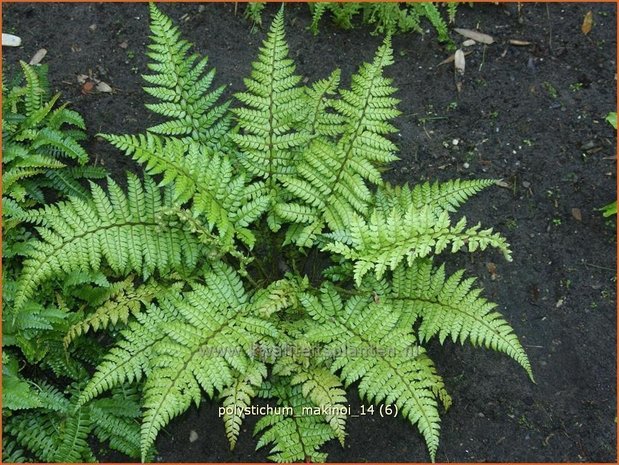 Polystichum makinoi | Naaldvaren